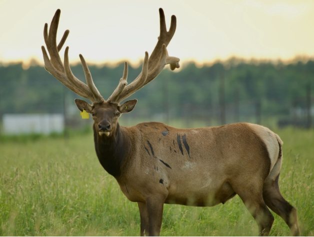 Mâle wapiti / Bull elk