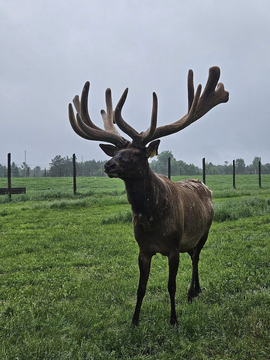 Mâle sous la pluie / Bull in the rain
