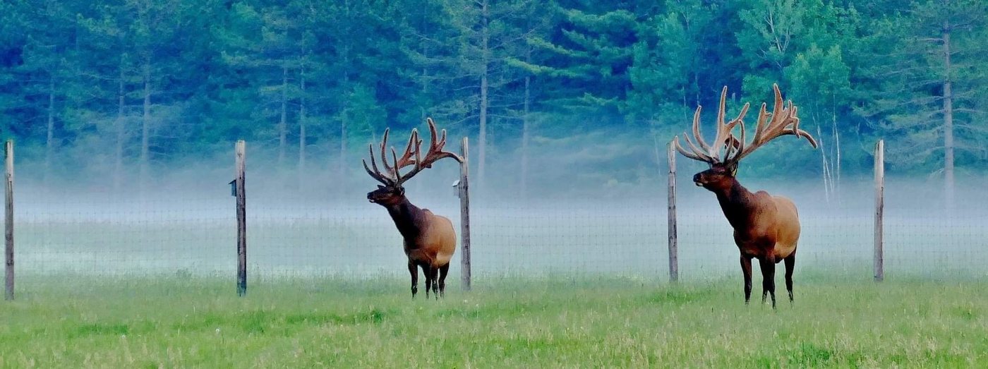 Elk in morning mist