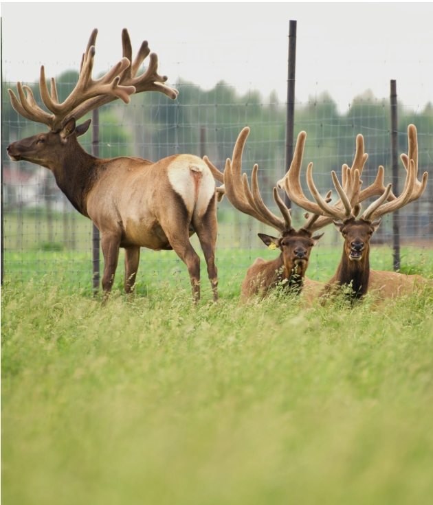 Group of bull elk
