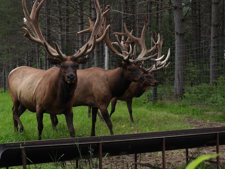 Mâles aux bois durs / Hard-antler bulls