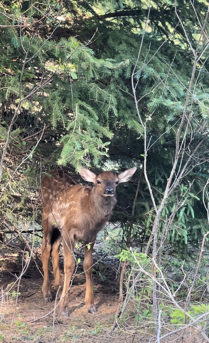 Faon en forêt / Calf in the forest