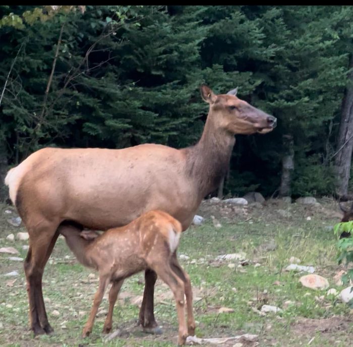 Faon qui tète / Nursing calf