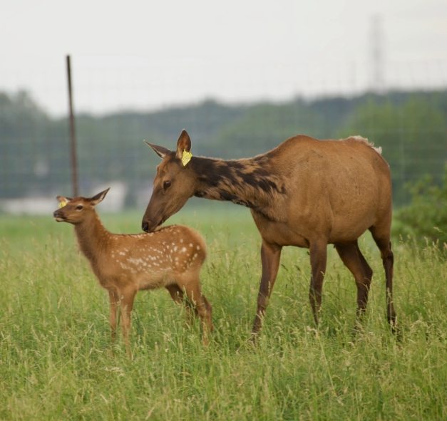 Femelle et faon / Cow and calf