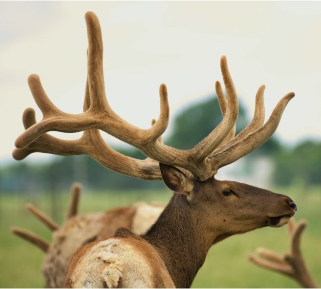 Bois de velours / Velvet antler
